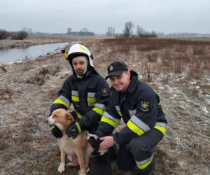 Lód zarwał się pod psami! Jeden nie żyje. Dramat niedaleko Koła
