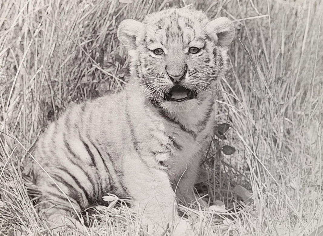 Łódzkie zoo w latach 70.