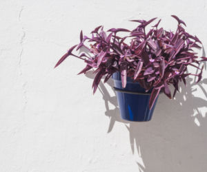 Trzykrotka purpurowa