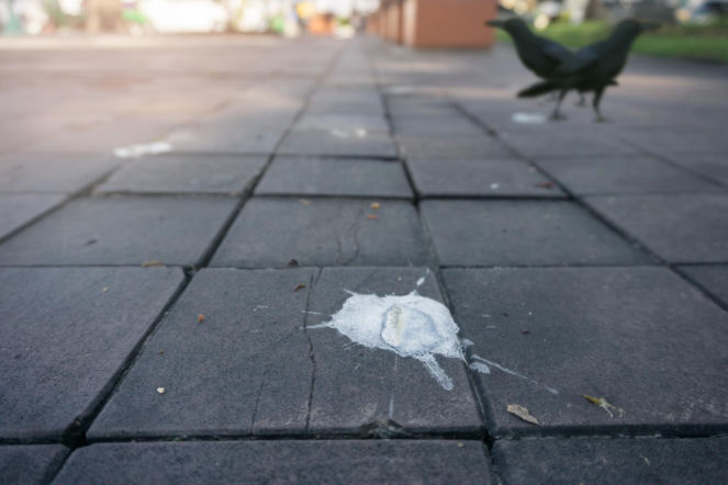 Ptasie odchody na kostce
