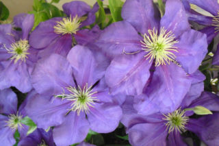Powojnik wielkokwiatowy 'Generał Sikorski' - Clematis 'Generał Sikorski'