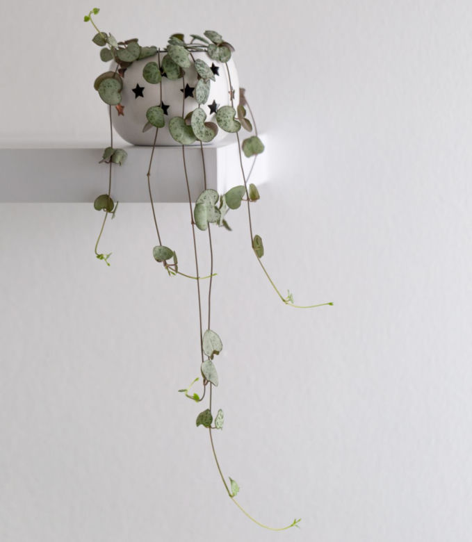 Ceropegia Wooda