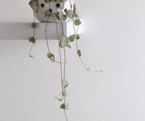 Ceropegia Wooda