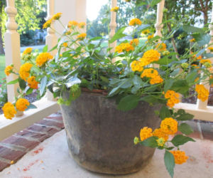 Lantana