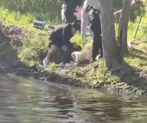 Bóbr zaatakował dziecko! Szokujące wideo w sieci