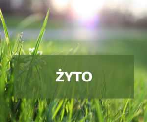 Co pyli w czerwcu 2021? Jakie pyłki wywołują alergie w czerwcu? [LISTA ALERGENÓW]