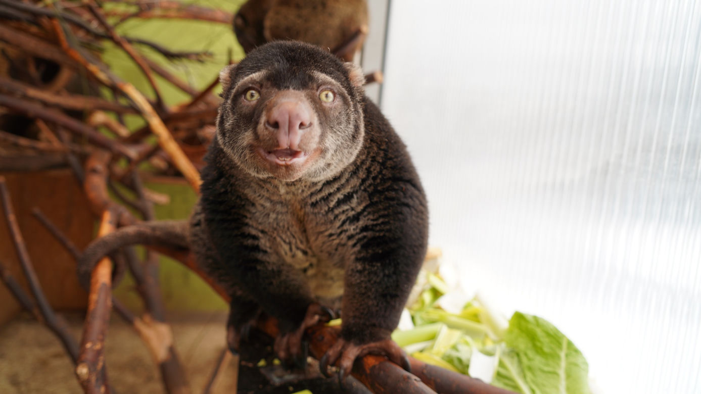 We wrocławskim zoo urodził się kuskus niedźwiedzi