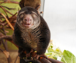 We wrocławskim zoo urodził się kuskus niedźwiedzi