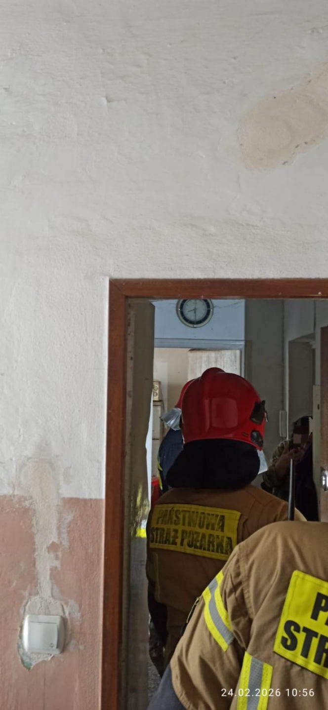 Żyła w mieszkaniu z chmarą gołębi. Służby weszły do środka i oniemiały!