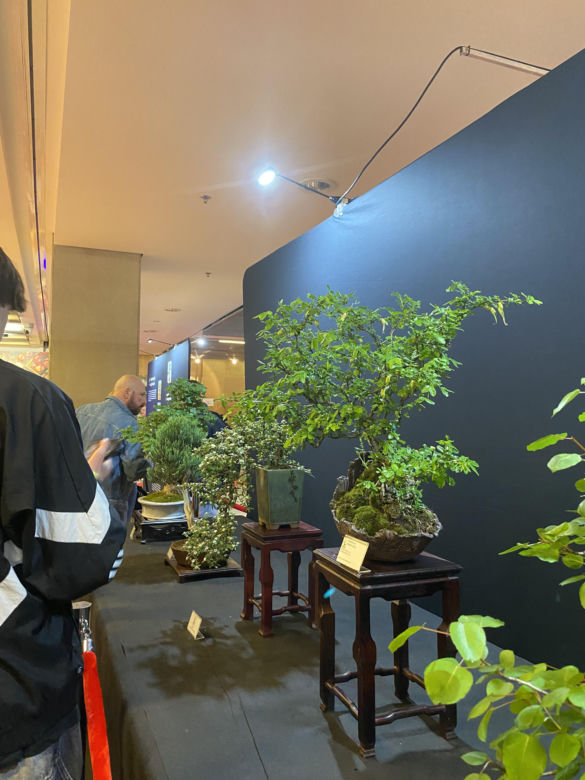 "Potworne Cuda", Światowa Wystawa Orchidei, Bonsai i Sukulentów oraz targi roślin na PGE Narodowym