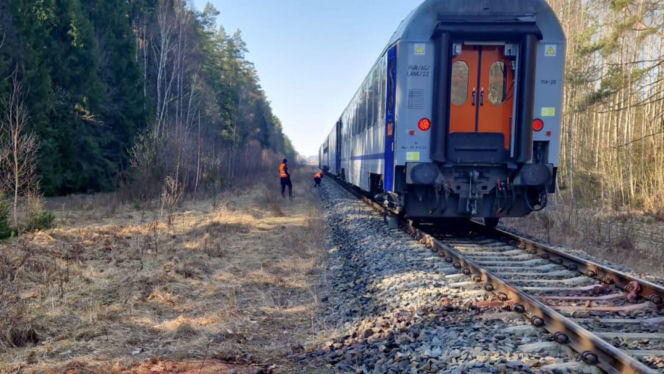 Pociąg Żubr śmiertelnie potrącił żubry. Poważny wypadek na Podlasiu