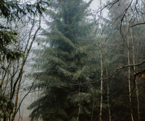 Przed Urzędem Marszałkowskim w Toruniu stanie dwudziestometrowa choinka