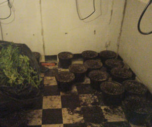 Plantacja trawki pod Otwockiem