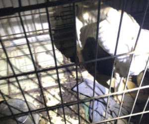 Myszków: Psy w stanie agonalnym uratowane przez wolontariuszy. Zdjęcia z akcji są przerażające [GALERIA]