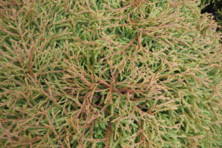 Żywotnik zachodni 'Golden Tuffet' - Thuja occidentalis 'Golden Tuffet'