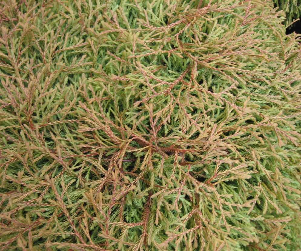 Żywotnik zachodni 'Golden Tuffet'