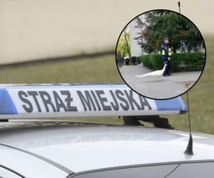 Musieli zablokować ruch. Odprowadzili do Łazienek nietypowego uciekiniera