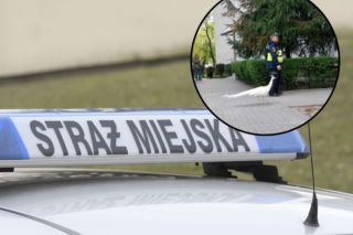 Zobaczyli, kto uciekł z Łazienek Królewskich. Skończyło się zatrzymaniem ruchu