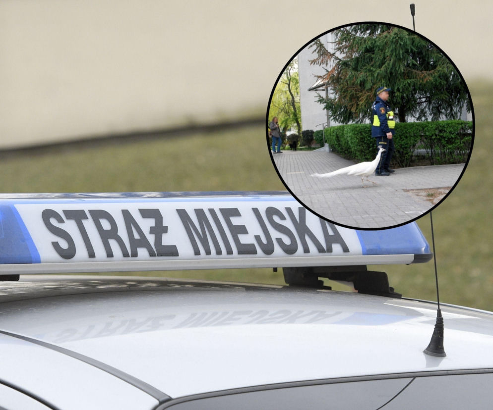 Musieli zablokować ruch. Odprowadzili do Łazienek nietypowego uciekiniera