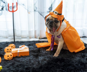 pies Halloween