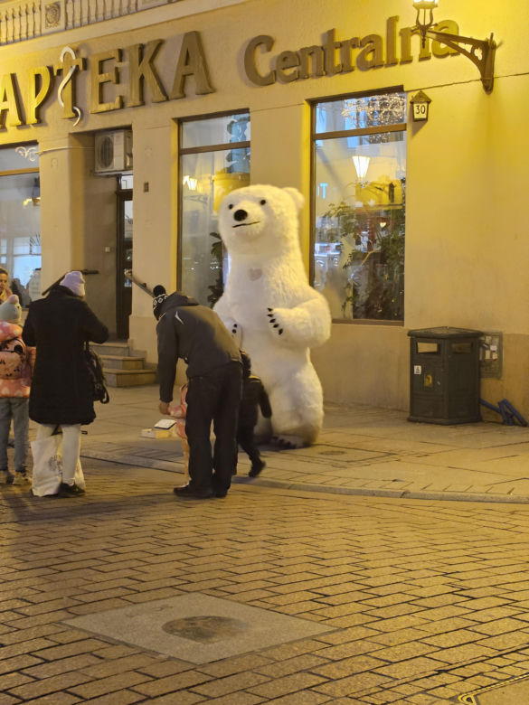 Biały Miś na toruńskiej starówce