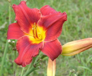 Liliowiec 'Maksymilian Kolbe'
