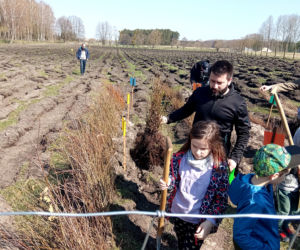 Akcja Grudziądzanie sadzą las!
