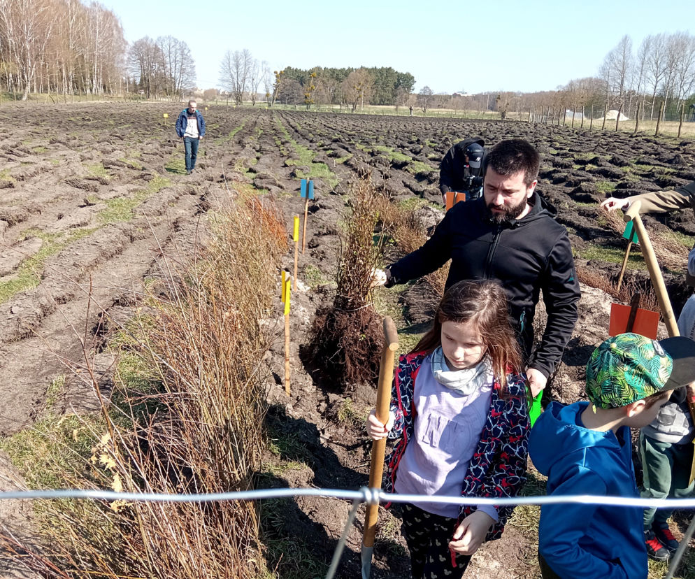 Akcja Grudziądzanie sadzą las!