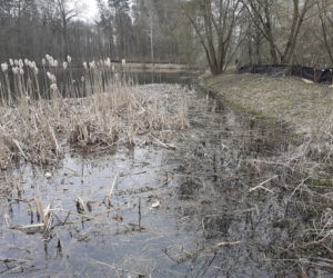 Ochrona żab na Barbarce