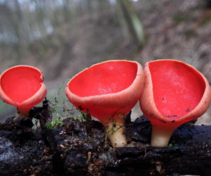 To nie żart! W polskich lasach już pojawiły się pierwsze grzyby. Wielu nie zdaje sobie sprawy, że są jadalne