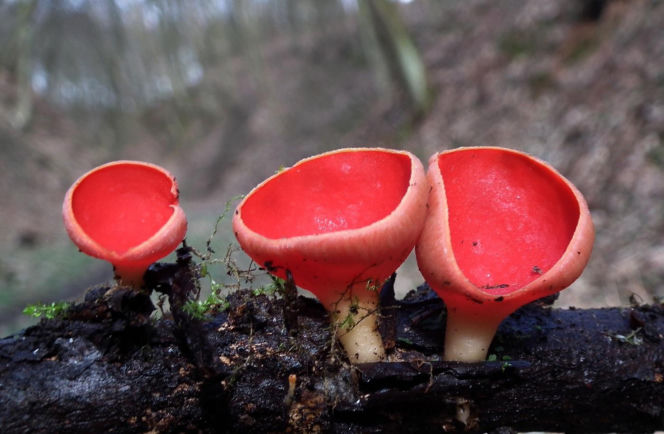 To nie żart! W polskich lasach już pojawiły się pierwsze grzyby. Wielu nie zdaje sobie sprawy, że są jadalne