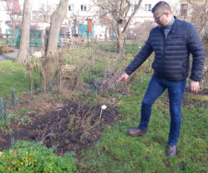 Pogoda oszalała! W Bydgoszczy rosną krokusy i przebiśniegi 