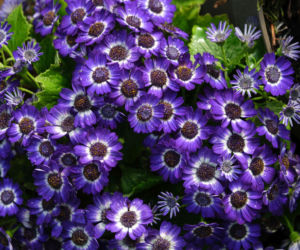 Dlaczego cyneraria doniczkowa zaczyna schnąć?