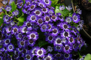 Dlaczego cyneraria doniczkowa zaczyna schnąć? Wyjaśnia ekspert