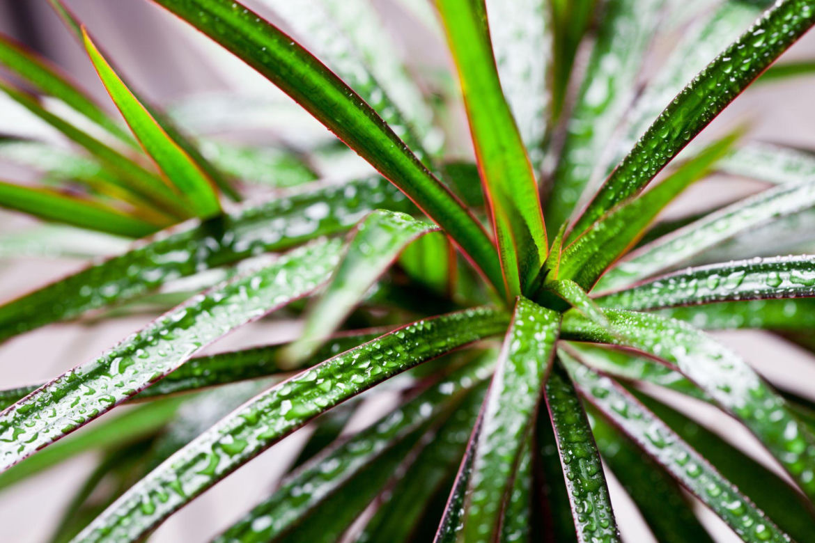 Dracena