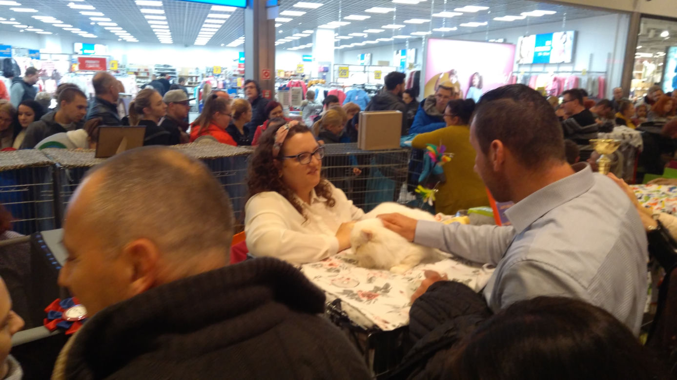 Gliwice: Przepiękne koty rasowe w Europie Centralnej. Zobaczcie [ZDJĘCIA]