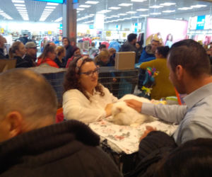 Gliwice: Przepiękne koty rasowe w Europie Centralnej. Zobaczcie [ZDJĘCIA]