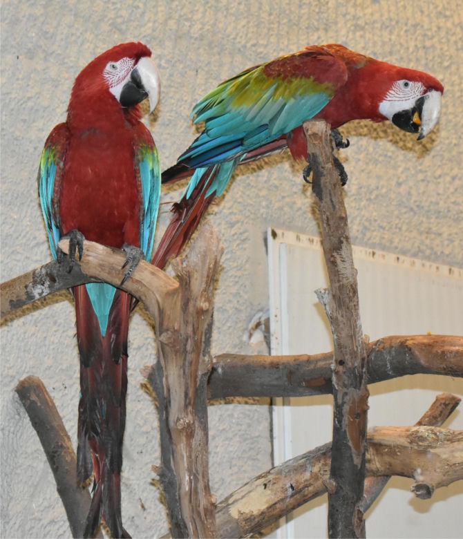 Nowe zwierzęta w zamojskim zoo: ary zielonoskrzydłe