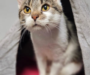 Koty ze szczecińskiego schroniska czekają na nowy dom