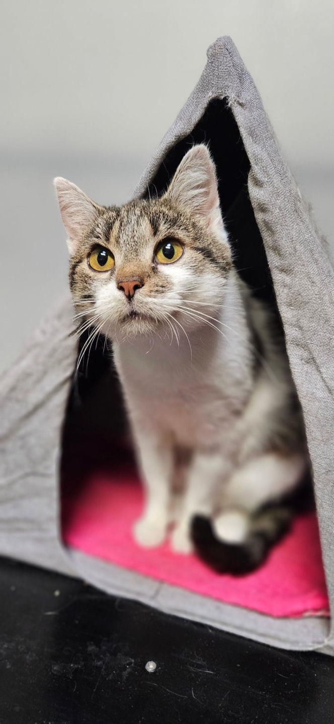 Koty ze szczecińskiego schroniska czekają na nowy dom