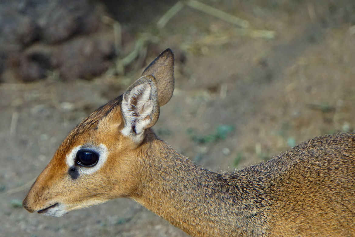 We wrocławskim zoo urodził się mały dikdik