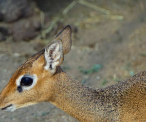 We wrocławskim zoo urodził się mały dikdik