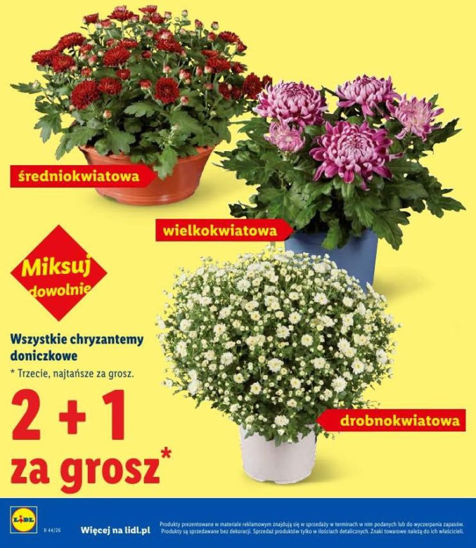 Znicze i chryzantemy w promocji w Lidlu przed 1 listopada 2026