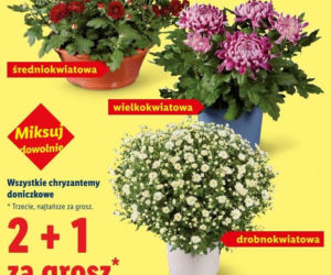 Znicze i chryzantemy w promocji w Lidlu przed 1 listopada 2026