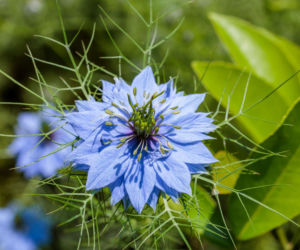 Czarnuszka damasceńska