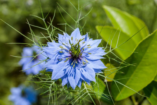 Czarnuszka damasceńska