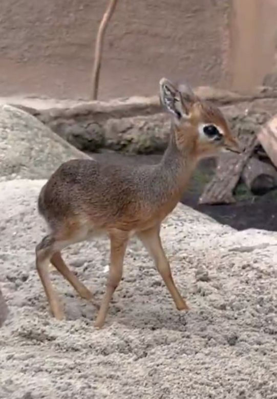 Najmniejsza antylopa świata urodziła się w zoo we Wrocławiu. Od razu skradła serca!