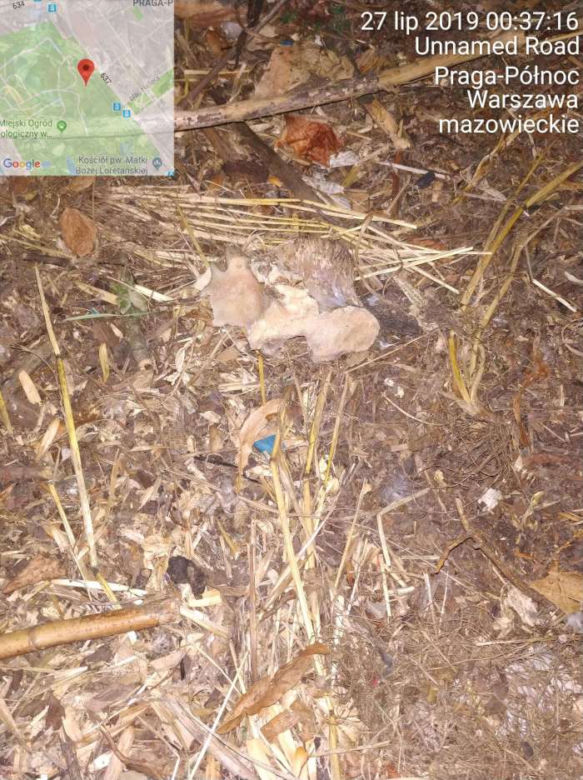 Martwe zwierzęta w warszawskim zoo?! Wykryto niewiarygodne nieprawidłowości