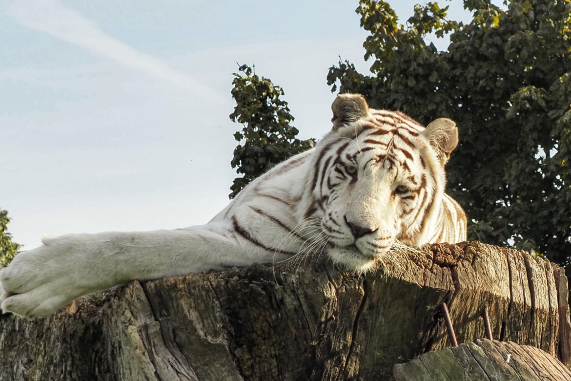 Najlepsze ogrody zoologiczne w Polsce [ZDJĘCIA]