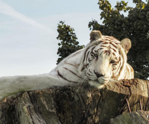 Najlepsze ogrody zoologiczne w Polsce [ZDJĘCIA]